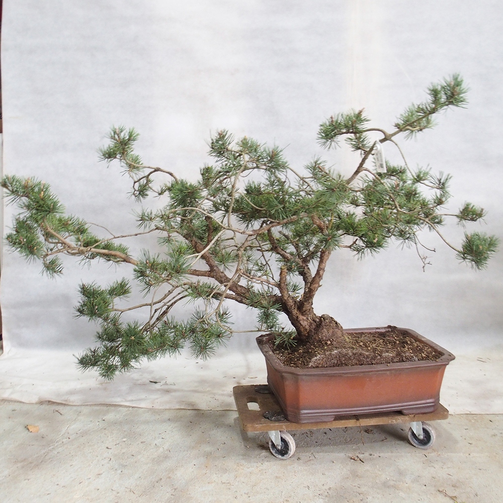 Yamadori - Pinus sylvestris 