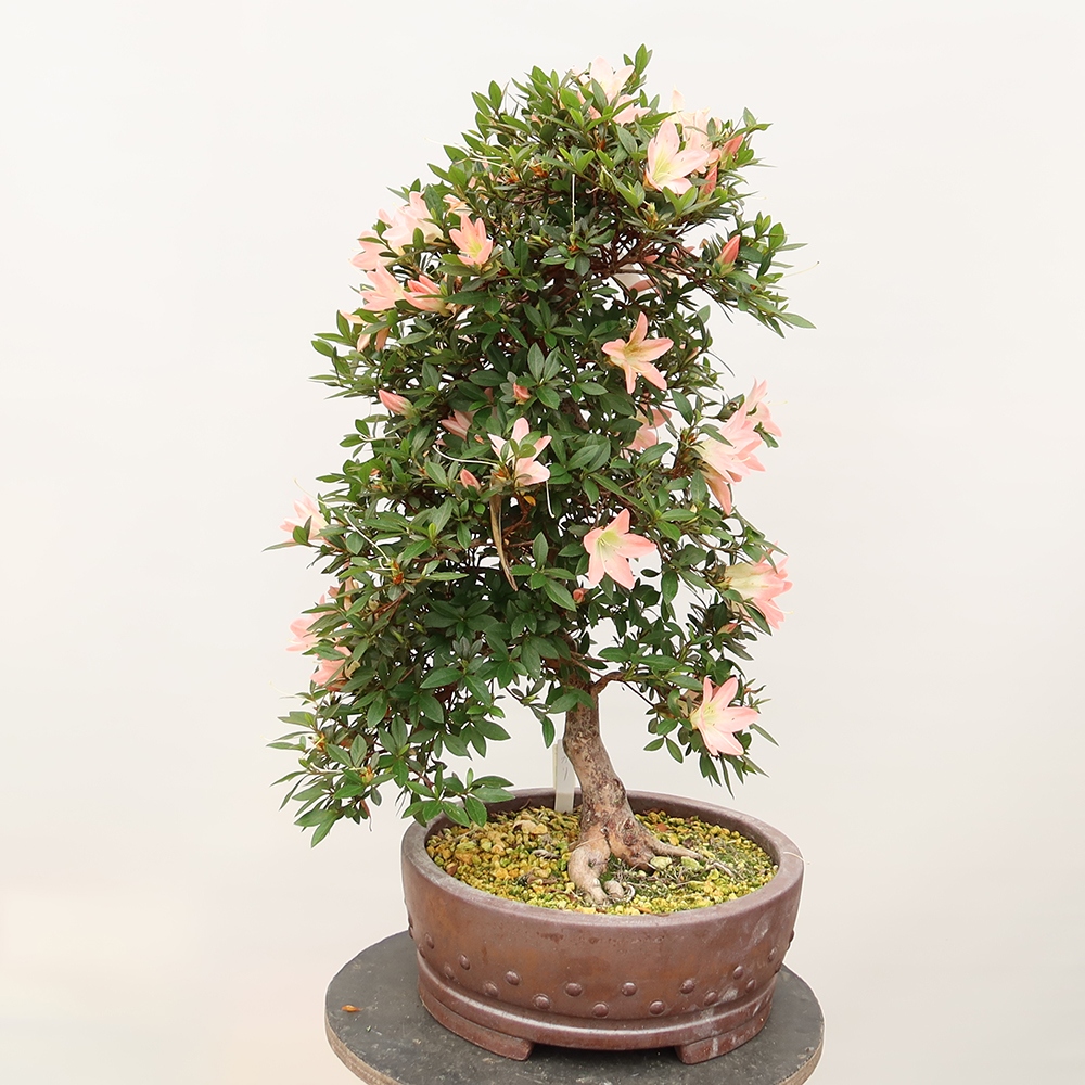 Bonsai für draußen - Japanische Azalee - Azalee CHIHIRO
