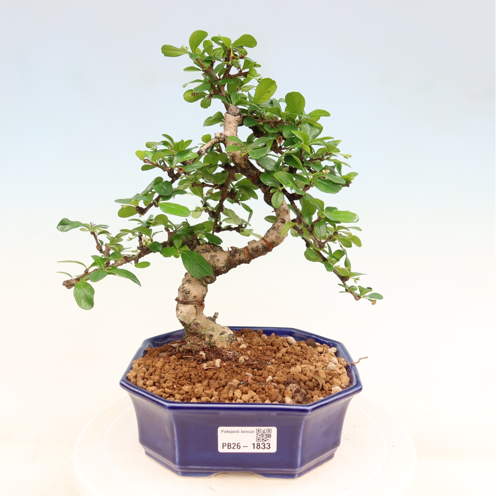 Zimmer-Bonsai - Carmona macrophylla - Tee-Fuki