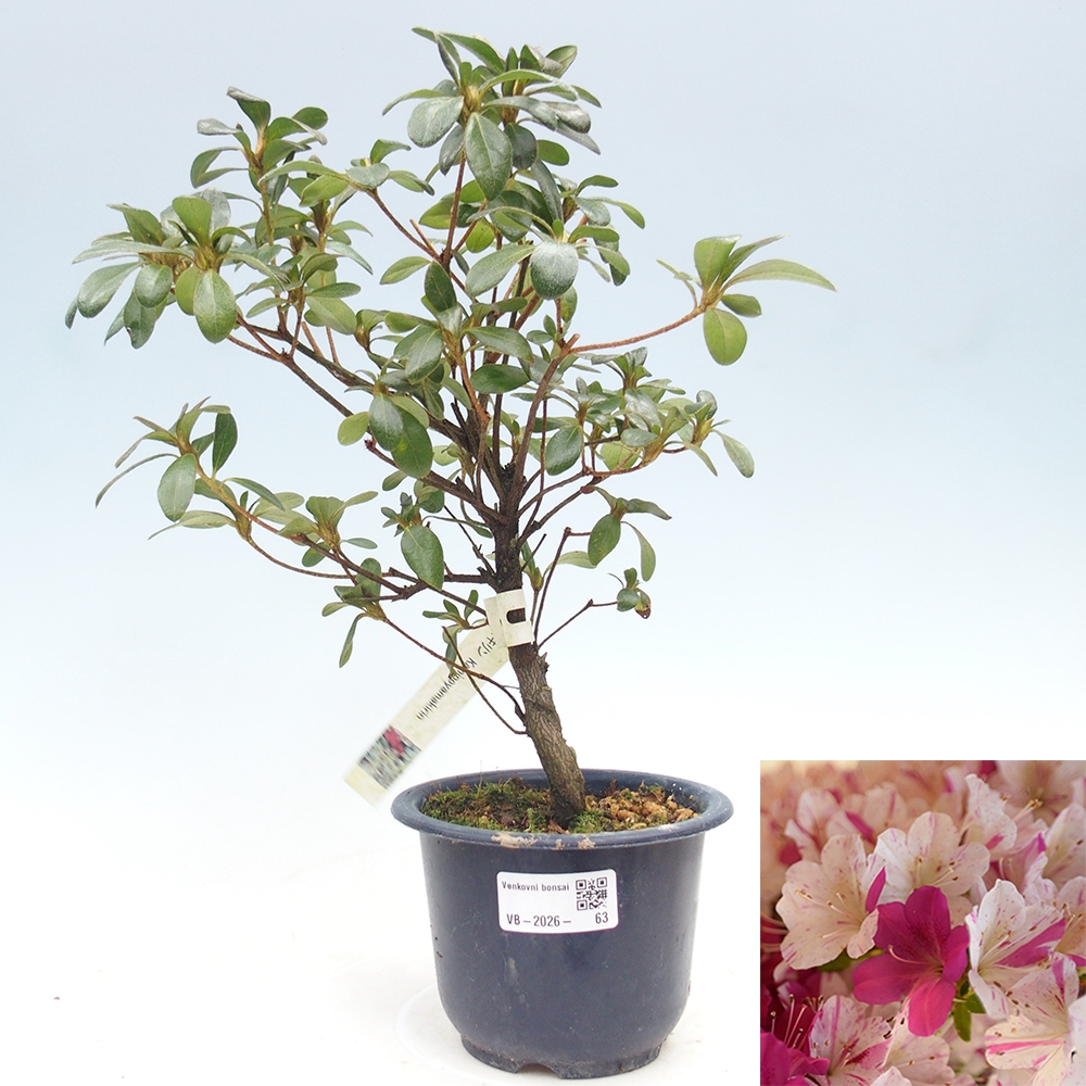 Bonsai für draußen - Japanische Azalee - Azalee Kaminoyamakirin