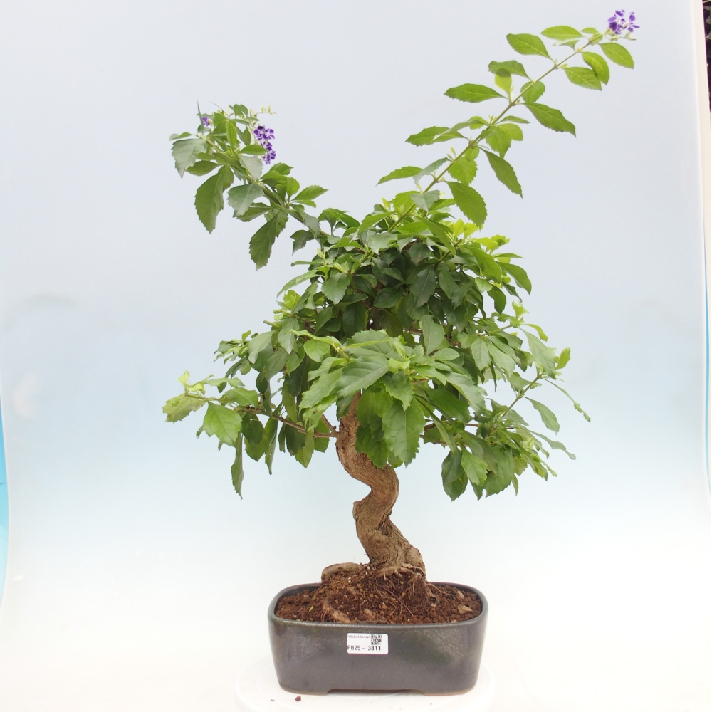 Zimmer Bonsai - Duranta repens -Duranta