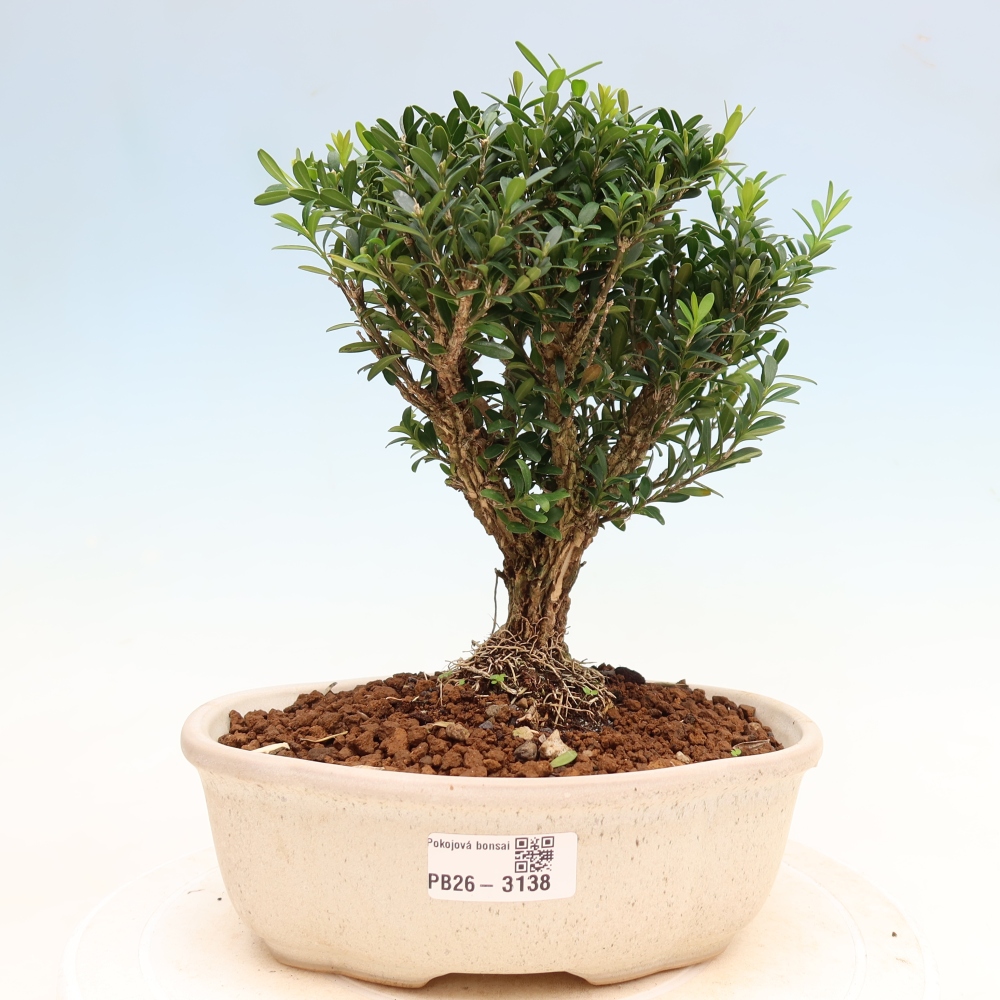 Zimmer Bonsai - Buxus harlandii - Korkbuxus