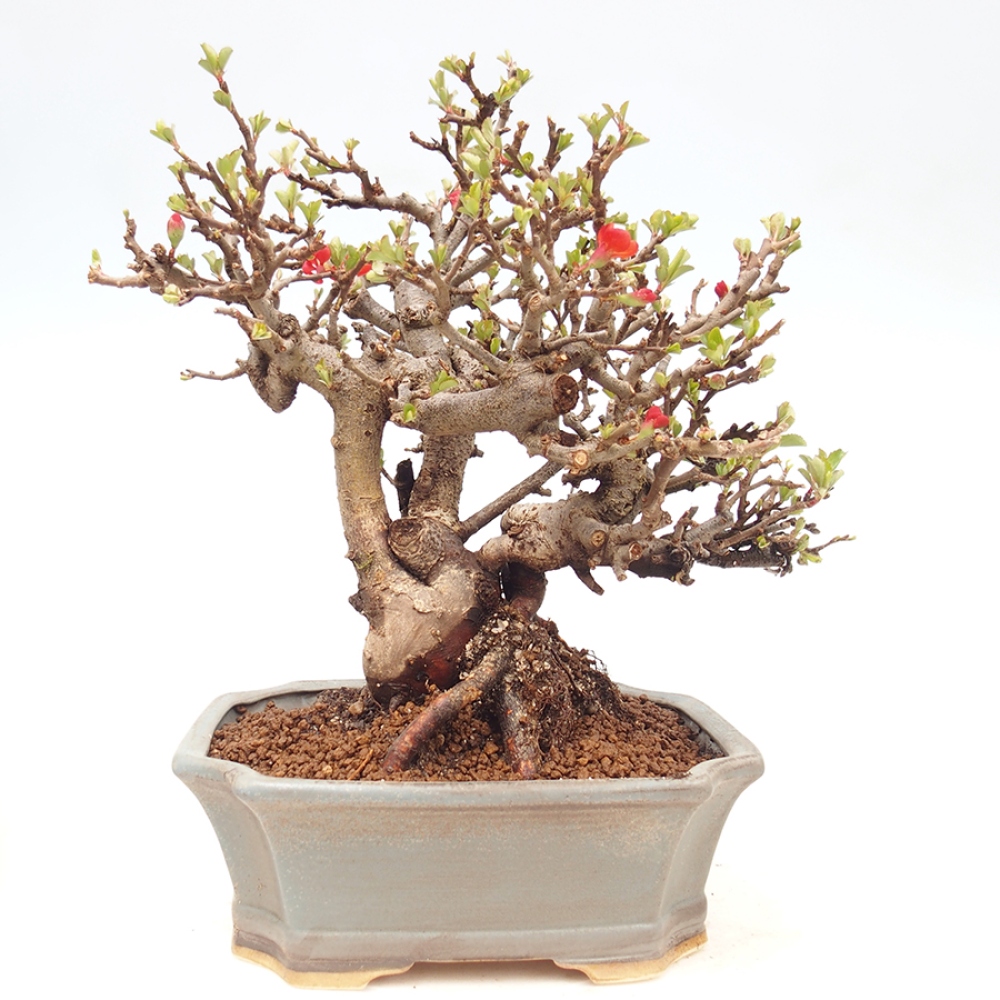 Bonsai für draußen - Chaneomeles speciosa - Quitte