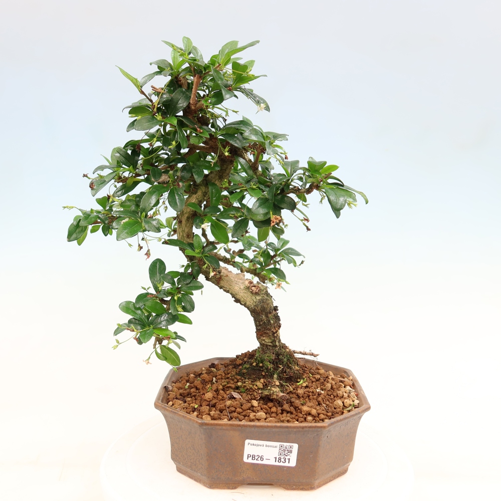 Zimmer-Bonsai - Carmona macrophylla - Tee-Fuki