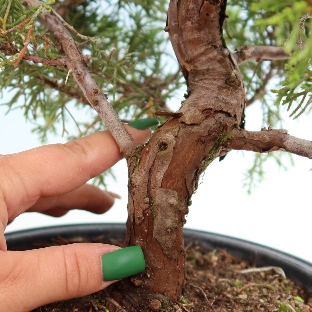 Bonsai für draußen - Juniperus chinensis Itoigawa-Juniperus chinensis