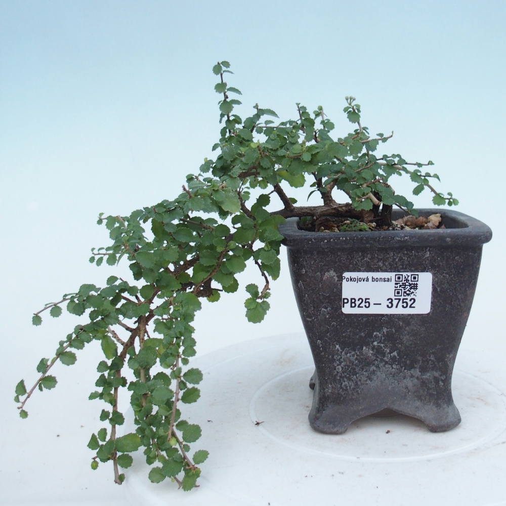 Zimmerbonsai - Grewia sp. - Grewia malafolia
