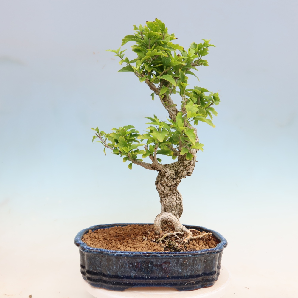 Bonsai für den Außenbereich – Hibiscus syriacus – Syrischer Hibiskus