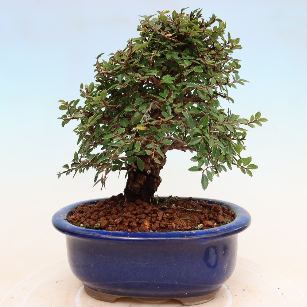 Bonsai für draußen - Zelkova - Zelkova NIRE