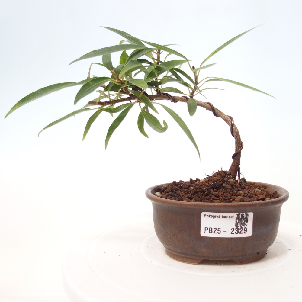 Zimmerbonsai - Ficus nerifolia - kleinblättriger Ficus
