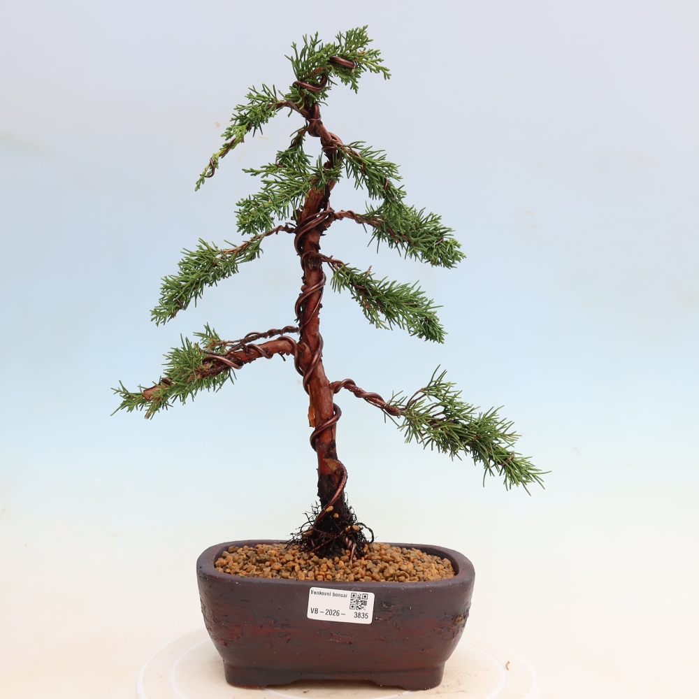 Bonsai für draußen - Juniperus chinensis Kishu