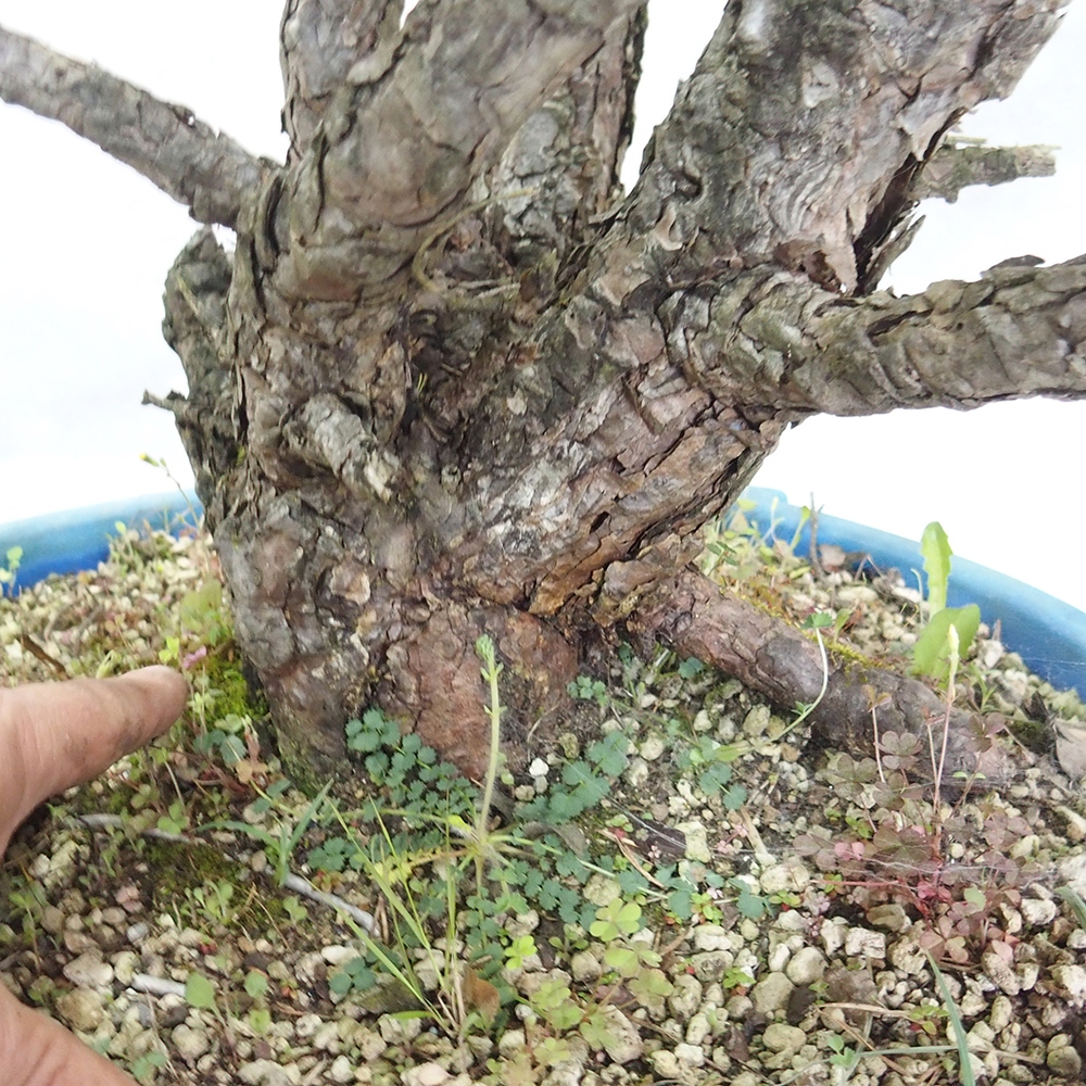 Yamadori - Pinus sylvestris 