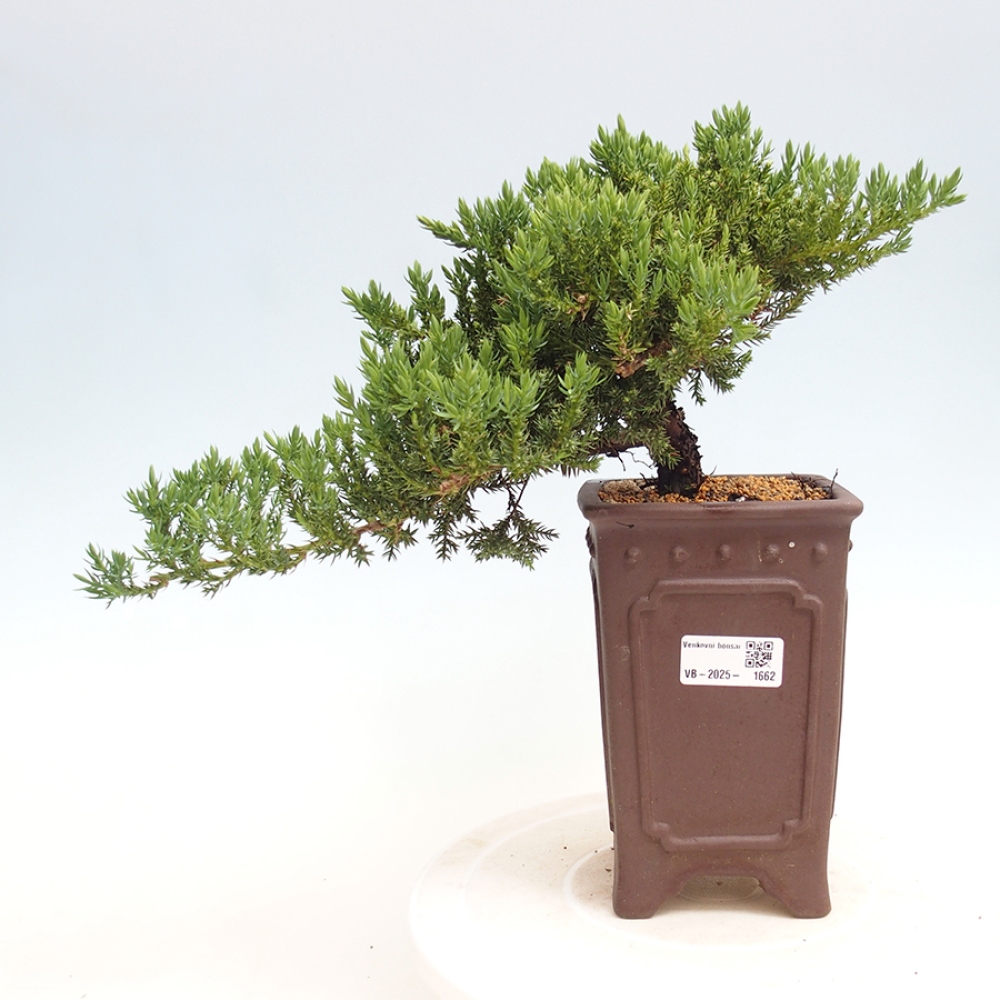 Bonsai im Freien - Juniperus procumbens - Niedergeworfener Wacholder