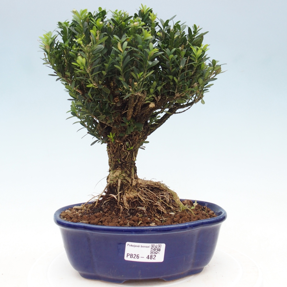 Zimmer Bonsai - Buxus harlandii - Korkbuxus