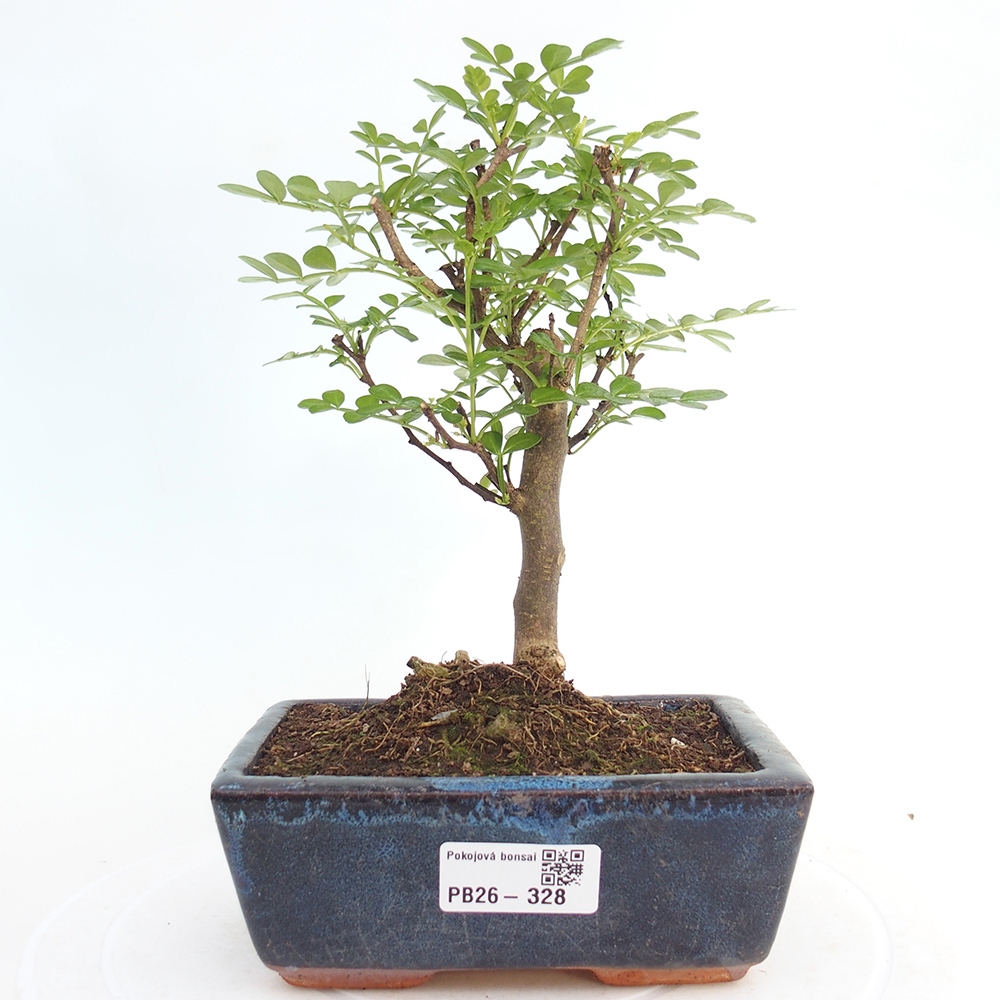 Zimmer Bonsai - Zantoxylum piperitum - Pfefferbaum