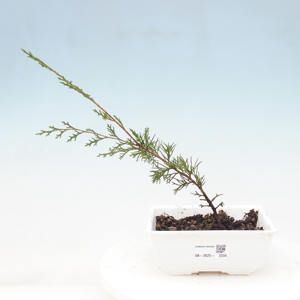 Outdoor bonsai - Juniperus chinensis Itoigawa - Chinese juniper