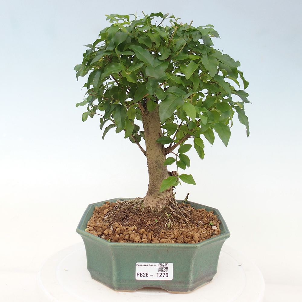 Zimmer Bonsai -Ligustrum chinensis - Vogelschnabel