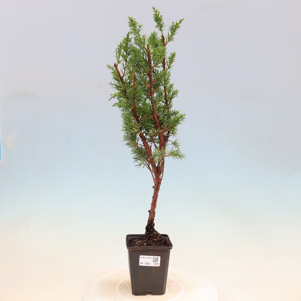 Bonsai für draußen - Juniperus chinensis Kishu