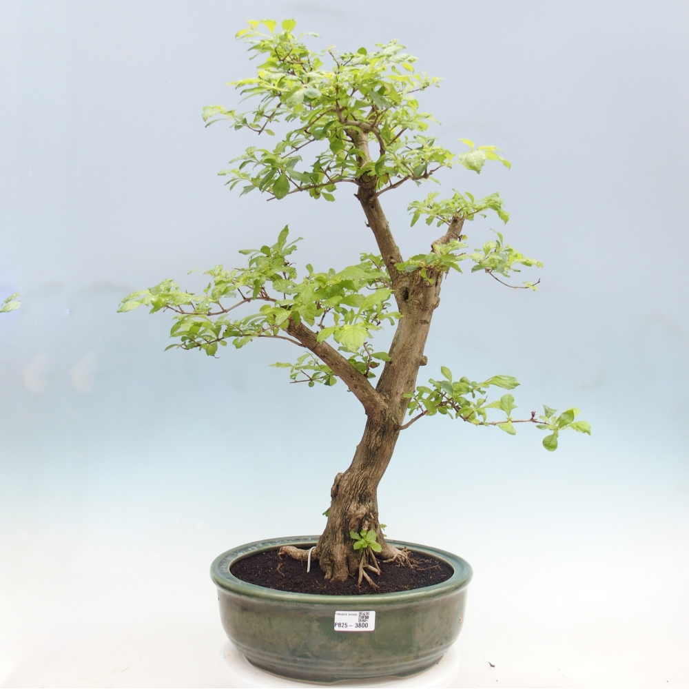 Zimmerbonsai - Duranta erecta Aurea - NUR PERSÖNLICHE ABHOLUNG oder Palettentransport