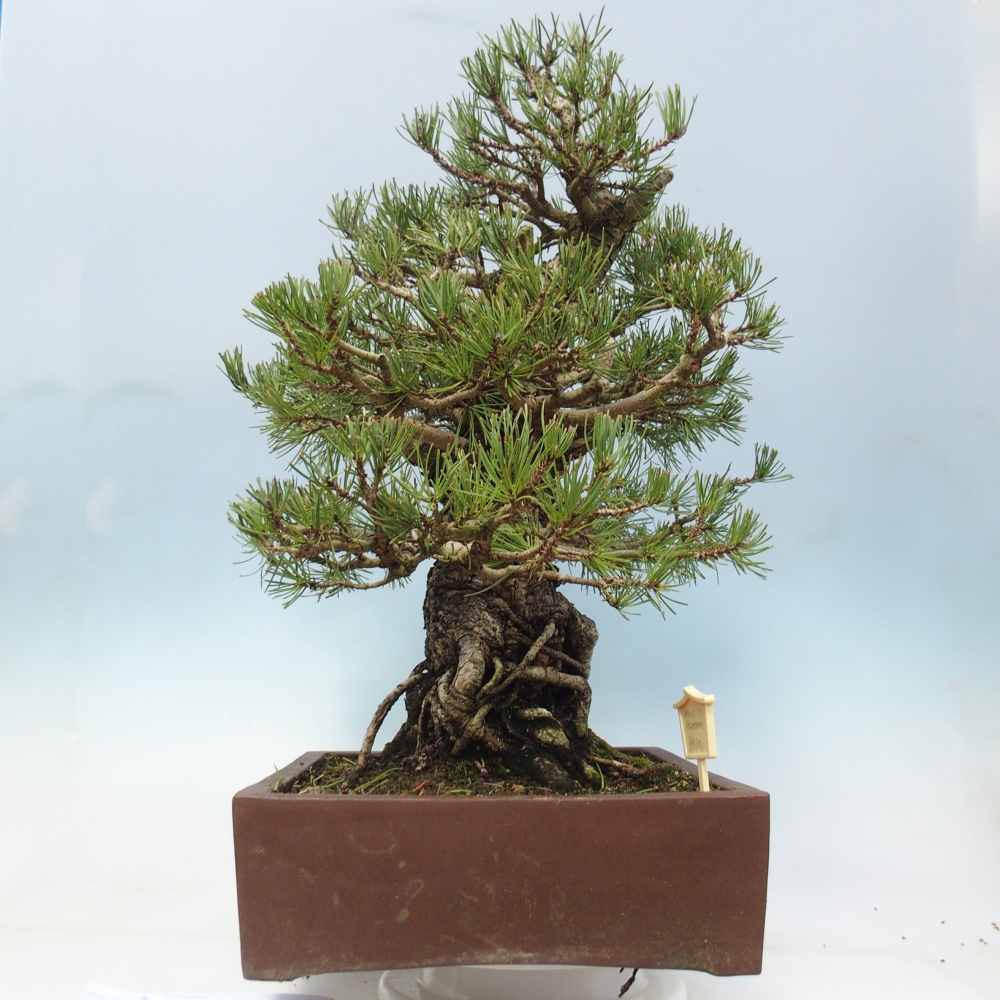 Bonsai für draußen - Pinus sylvestris - Pinus sylvestris