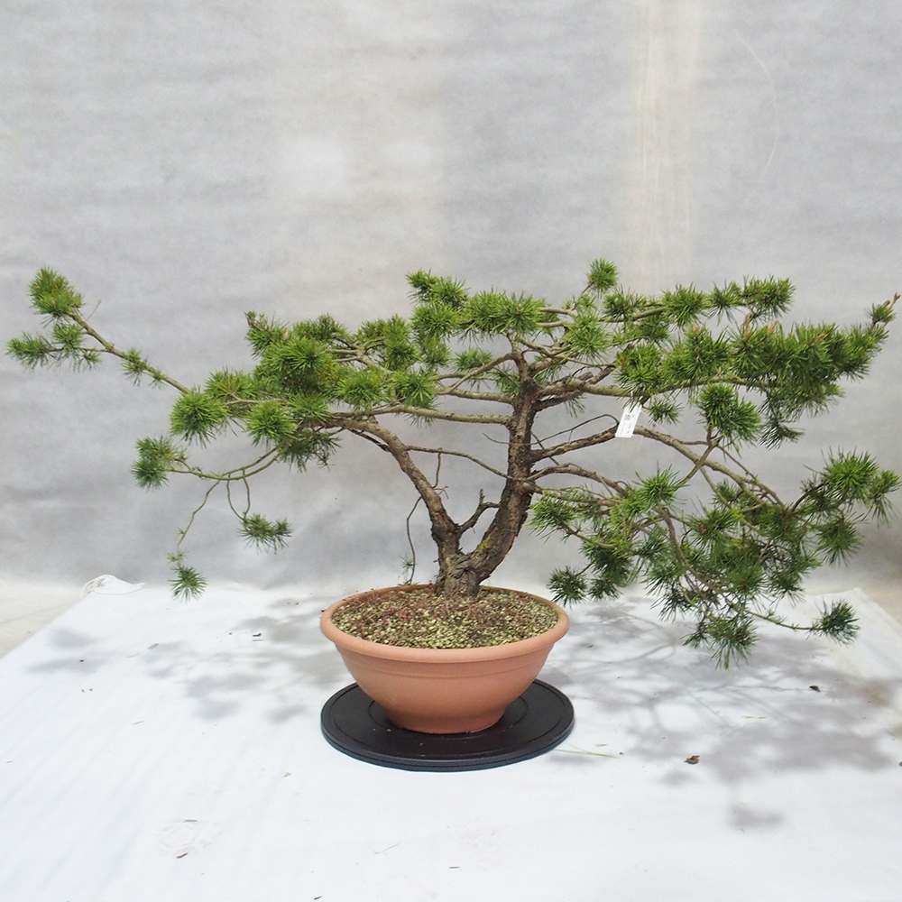 Yamadori - Pinus sylvestris 