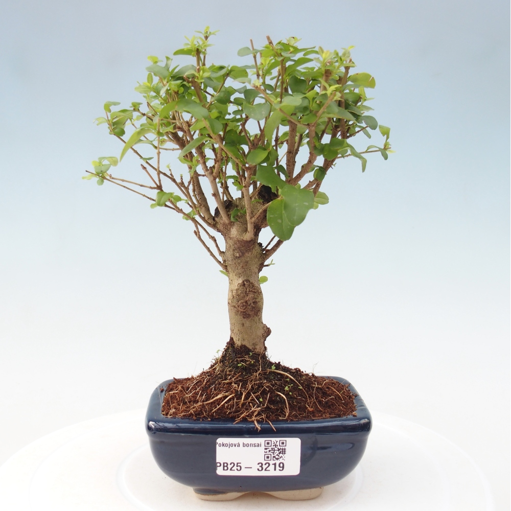 Zimmer Bonsai -Ligustrum chinensis - Vogelschnabel