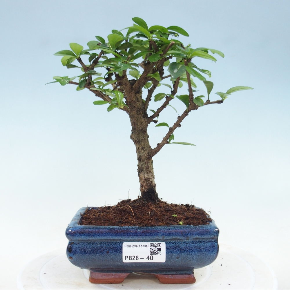 Zimmer-Bonsai - Carmona macrophylla - Tee-Fuki