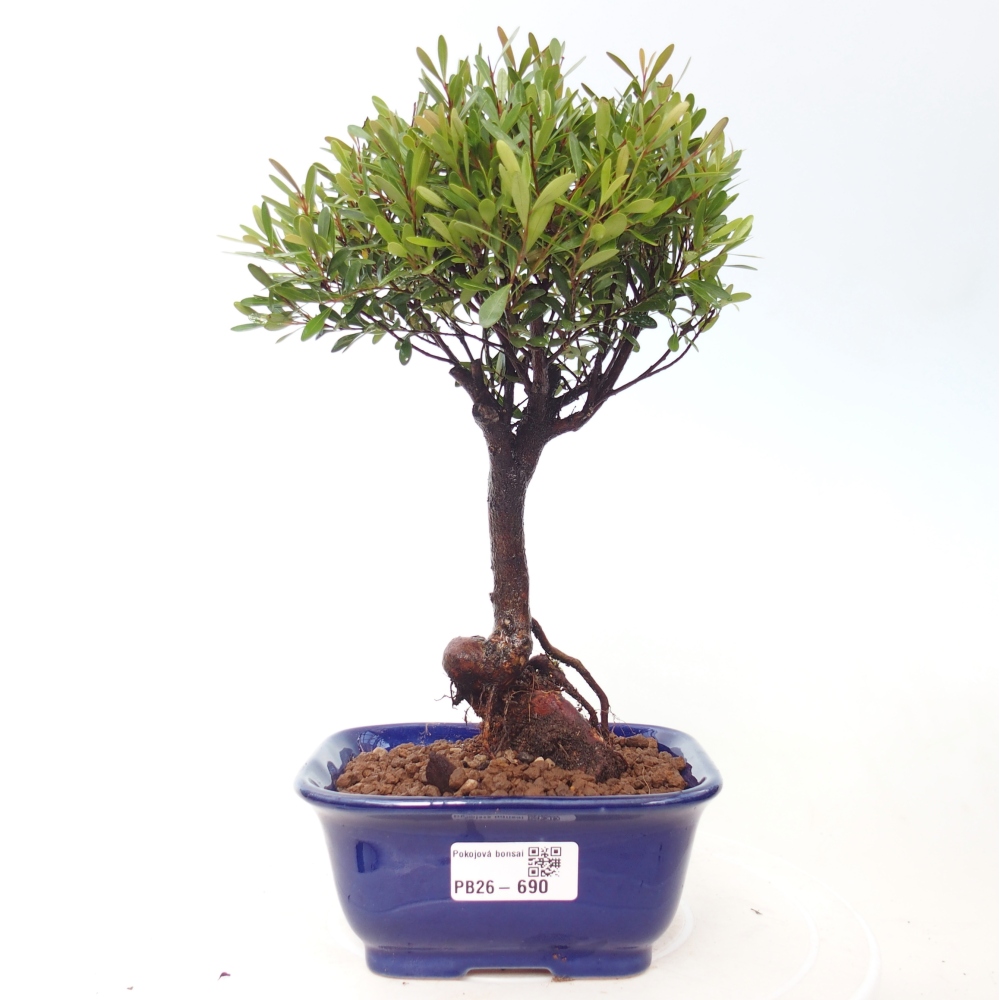 Zimmer Bonsai - Syzygium - Piment