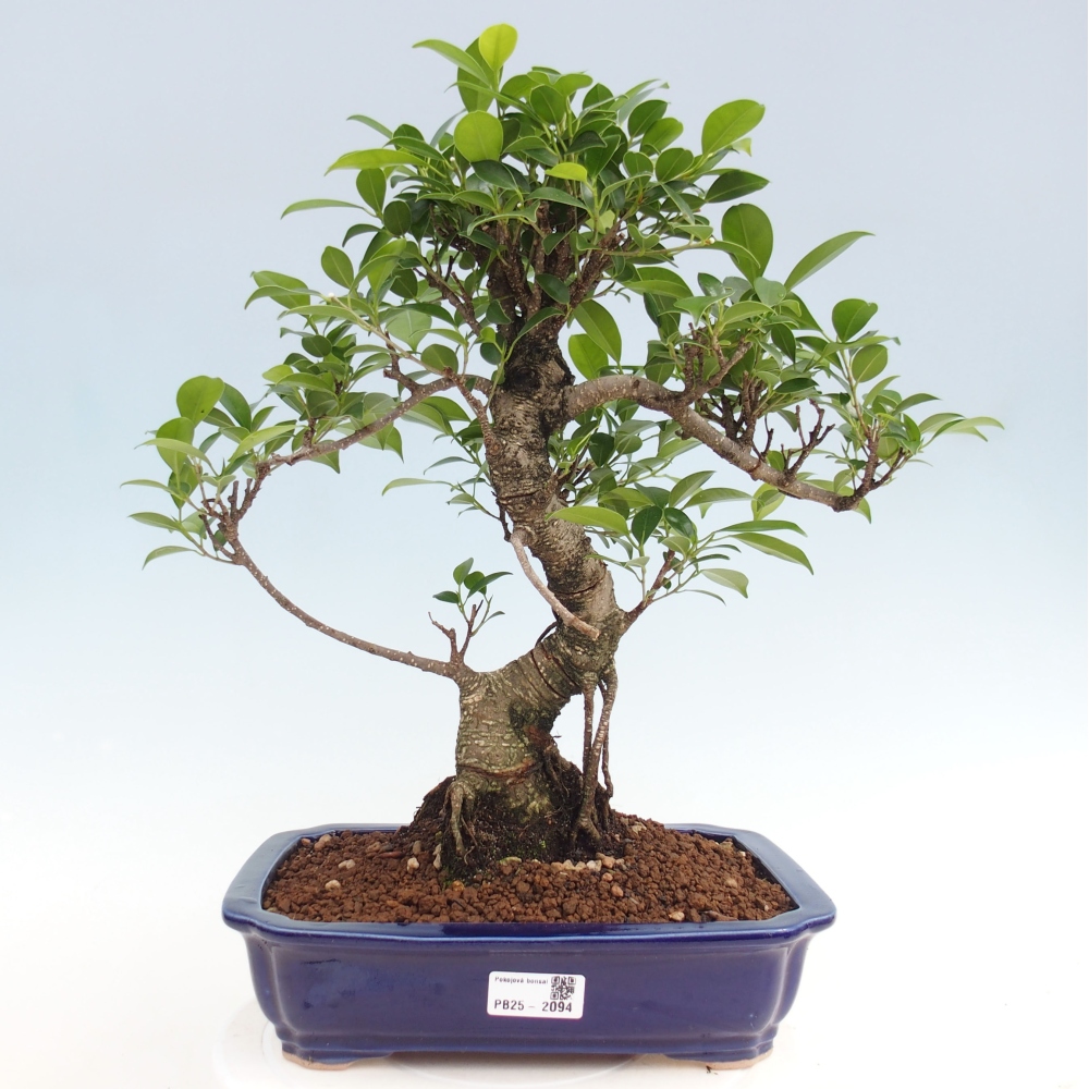 Zimmerbonsai - Ficus kimmen - kleinblättriger Ficus