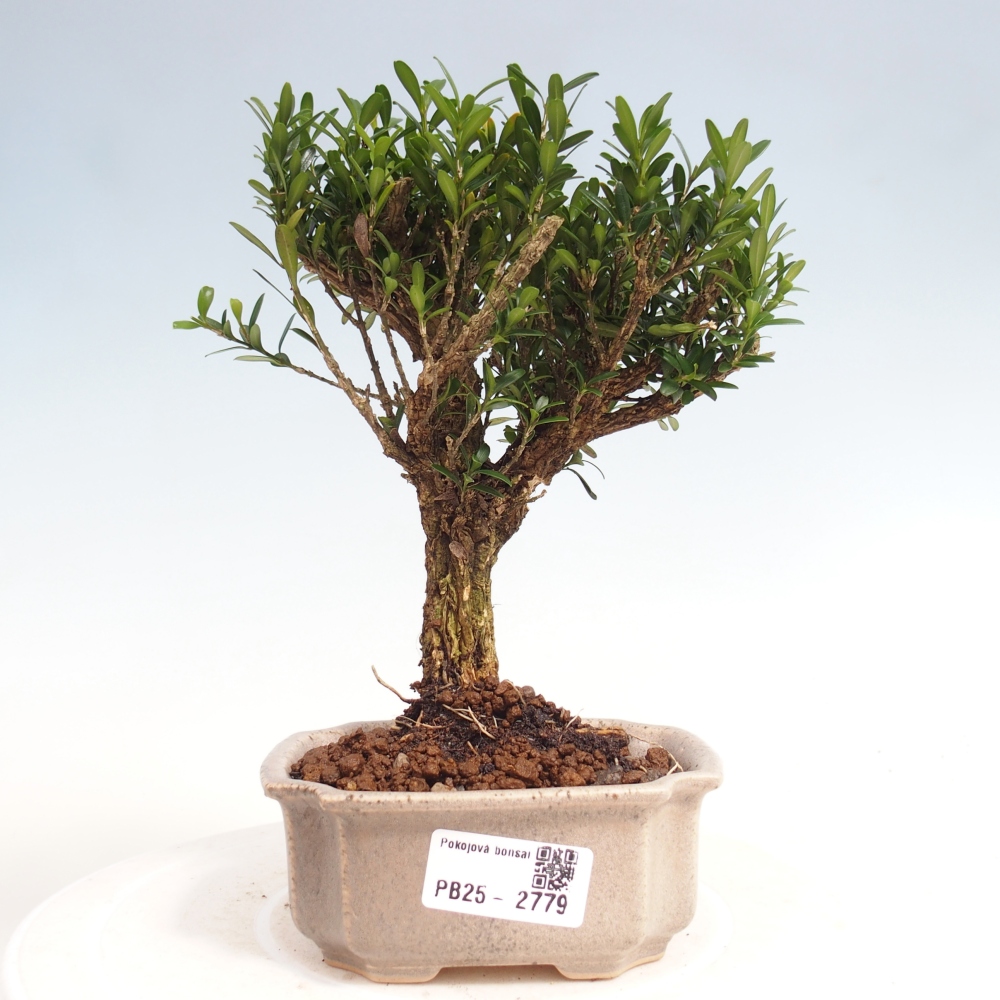 Zimmer Bonsai - Buxus harlandii - Kork Buchsbaum
