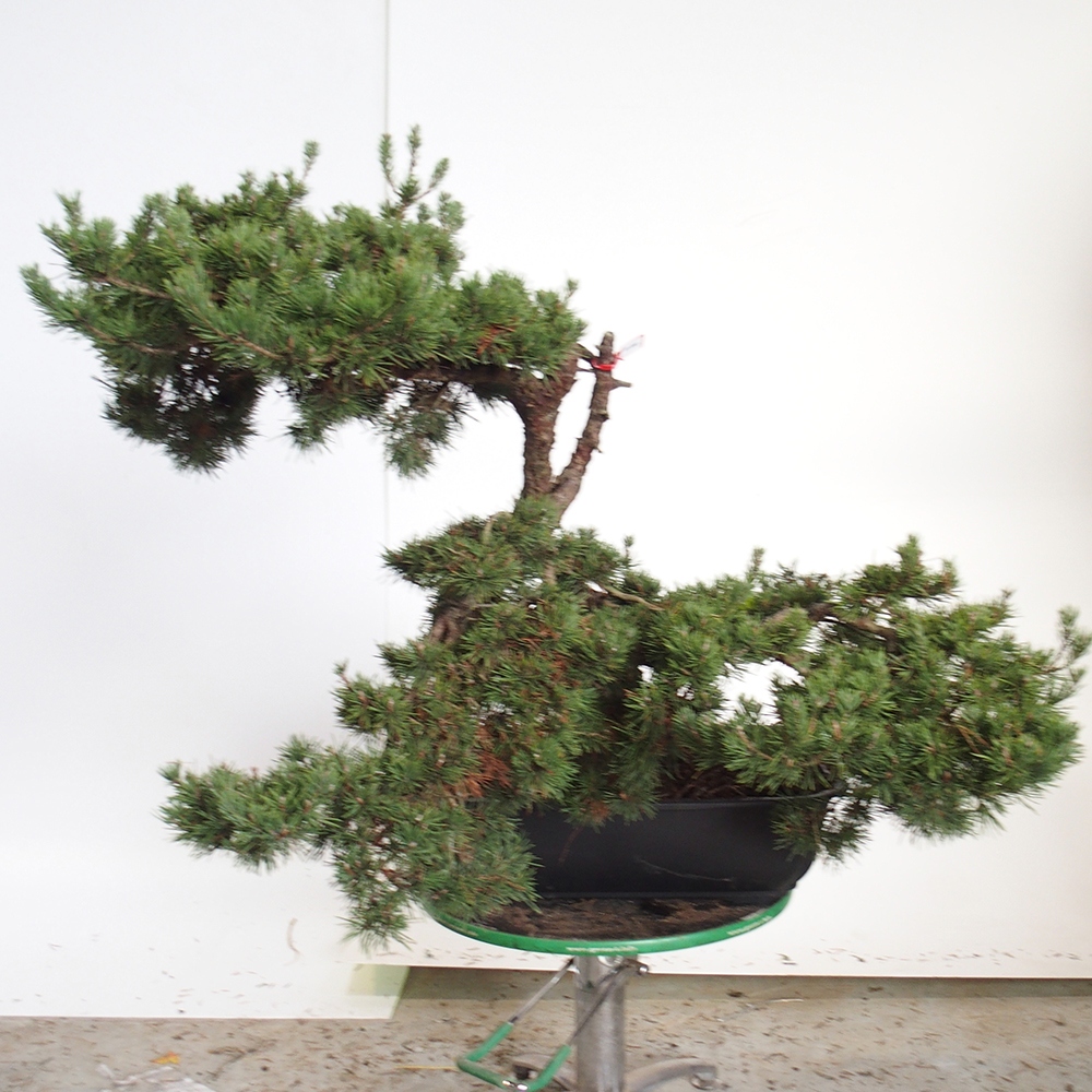 Yamadori - Pinus sylvestris Spanien