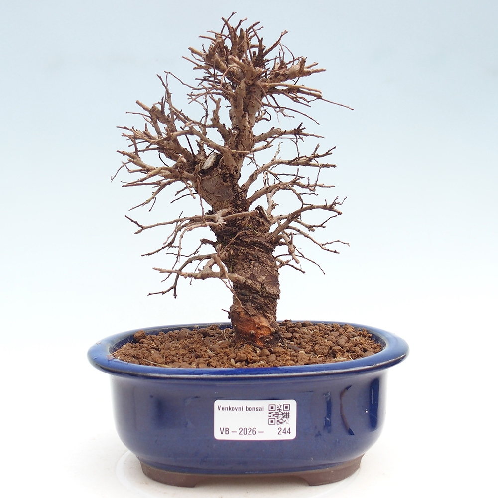 Bonsai für draußen - Zelkova - Zelkova NIRE