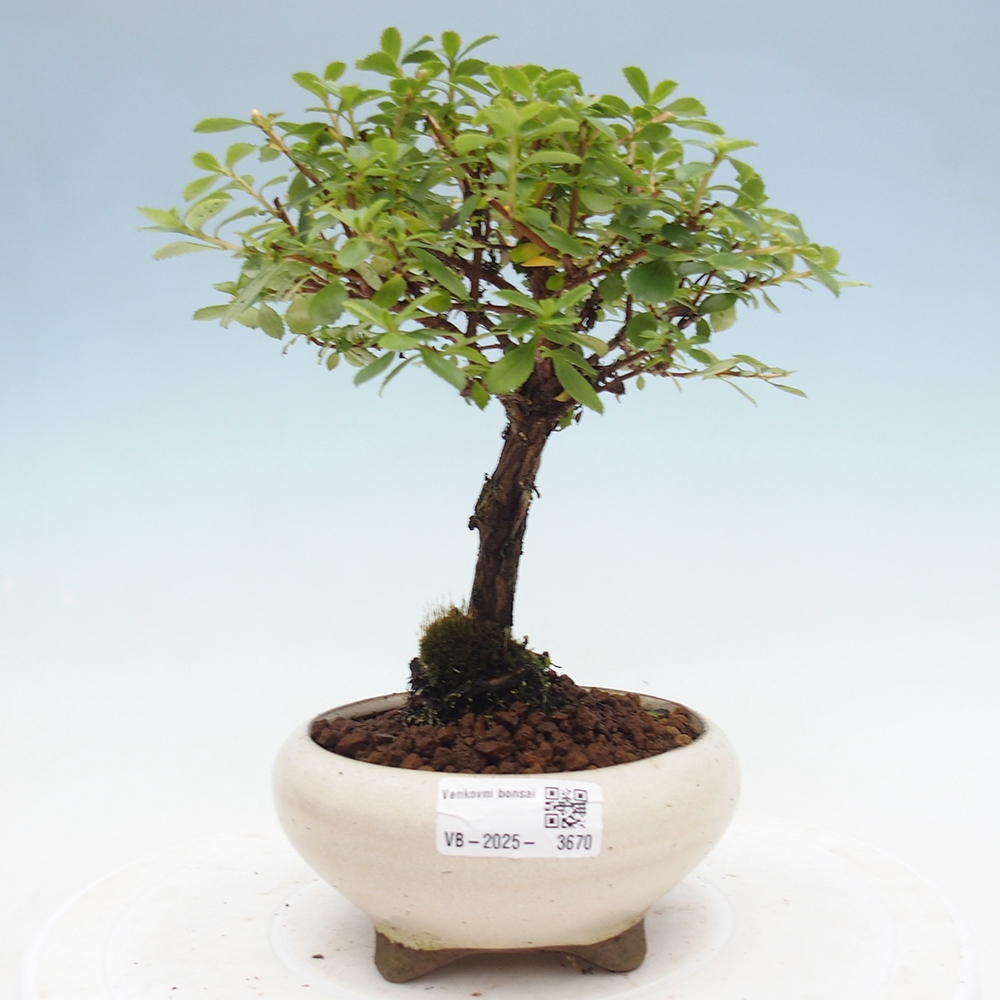 Bonsai im Freien - Escallonia 'Dart's Rosy Red' - Delusion