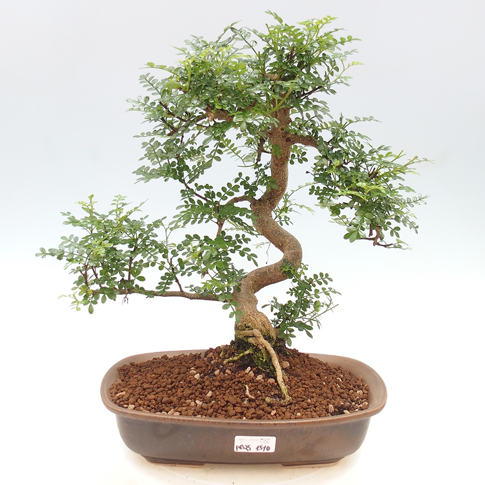 Zimmerbonsai - Zantoxylum piperitum - Pfefferminze