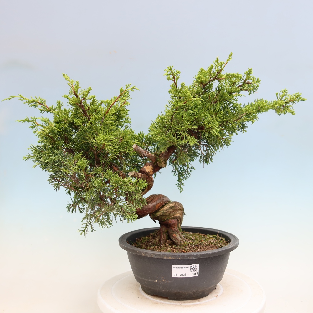 Bonsai für draußen - Juniperus chinensis Itoigawa-Juniperus chinensis