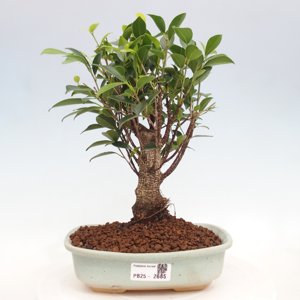 Indoor-Bonsai - Ficus retusa - kleiner Ficus