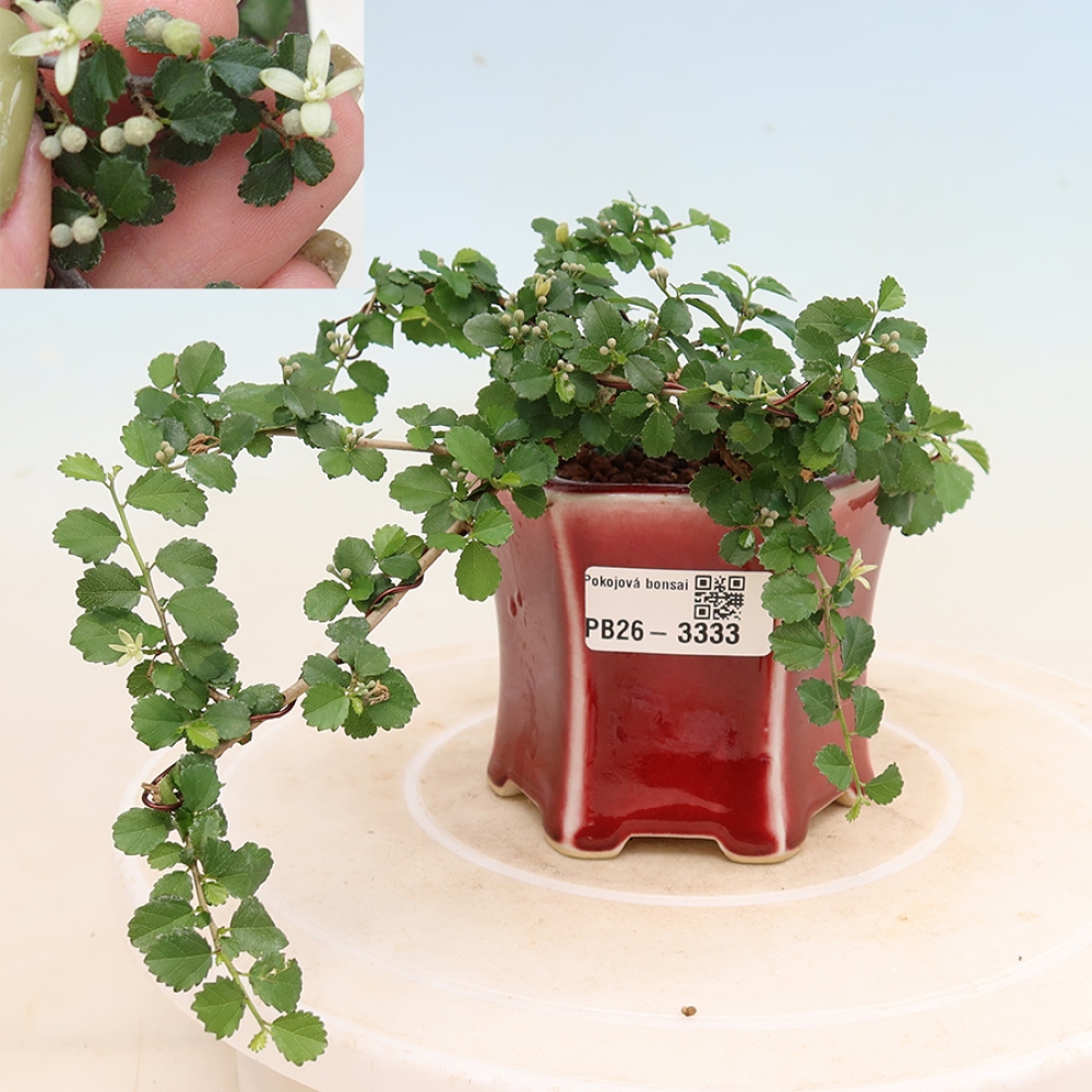 Zimmerbonsai - Grewia sp. - Kleinblättriges Grewie