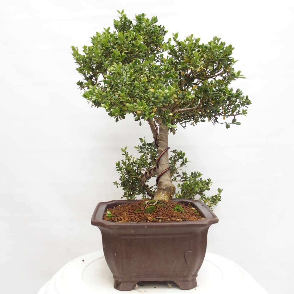 Zimmerbonsai - Ilex crenata - Holly