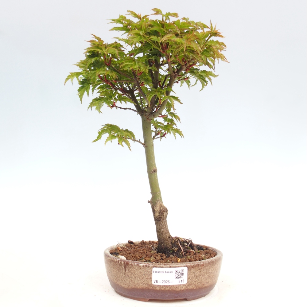 Bonsai für draußen -Javor-Palme Acer palmatum Shishigashira