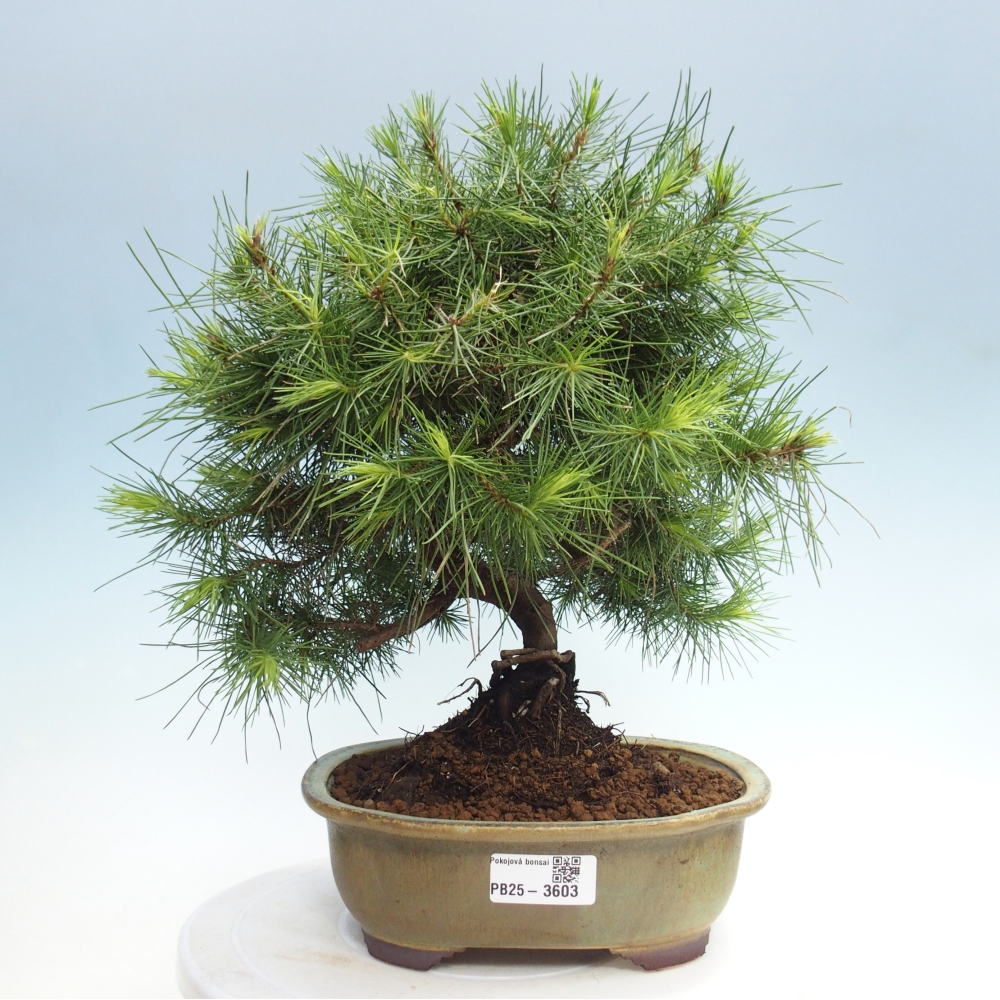 Zimmer Bonsai-Pinus halepensis-Kiefer von Aleppo