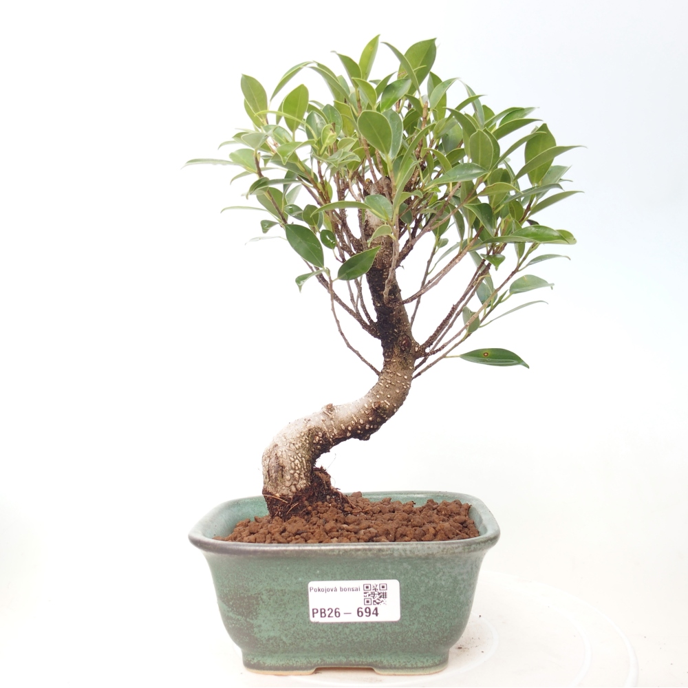 Zimmerbonsai - Ficus retusa - Kleinblättriger Ficus