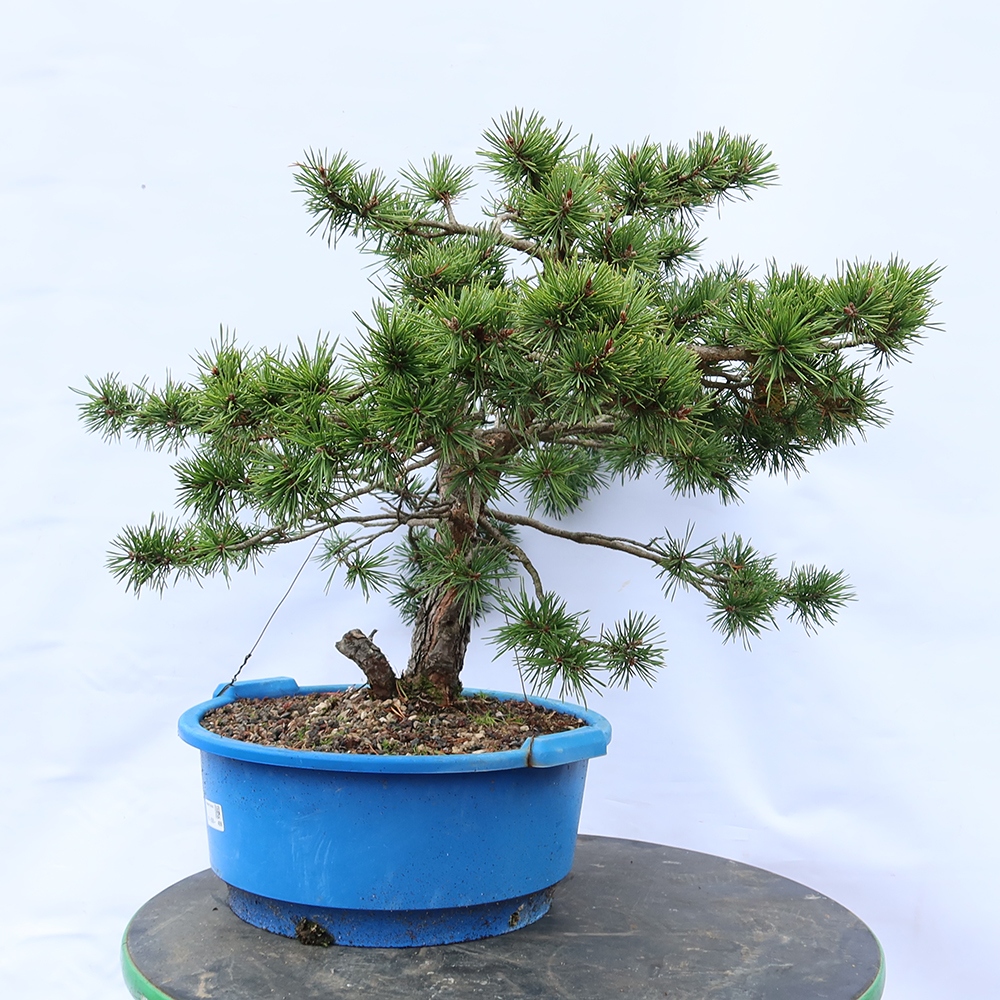 Pinus sylvestris Spanien – Waldkiefer