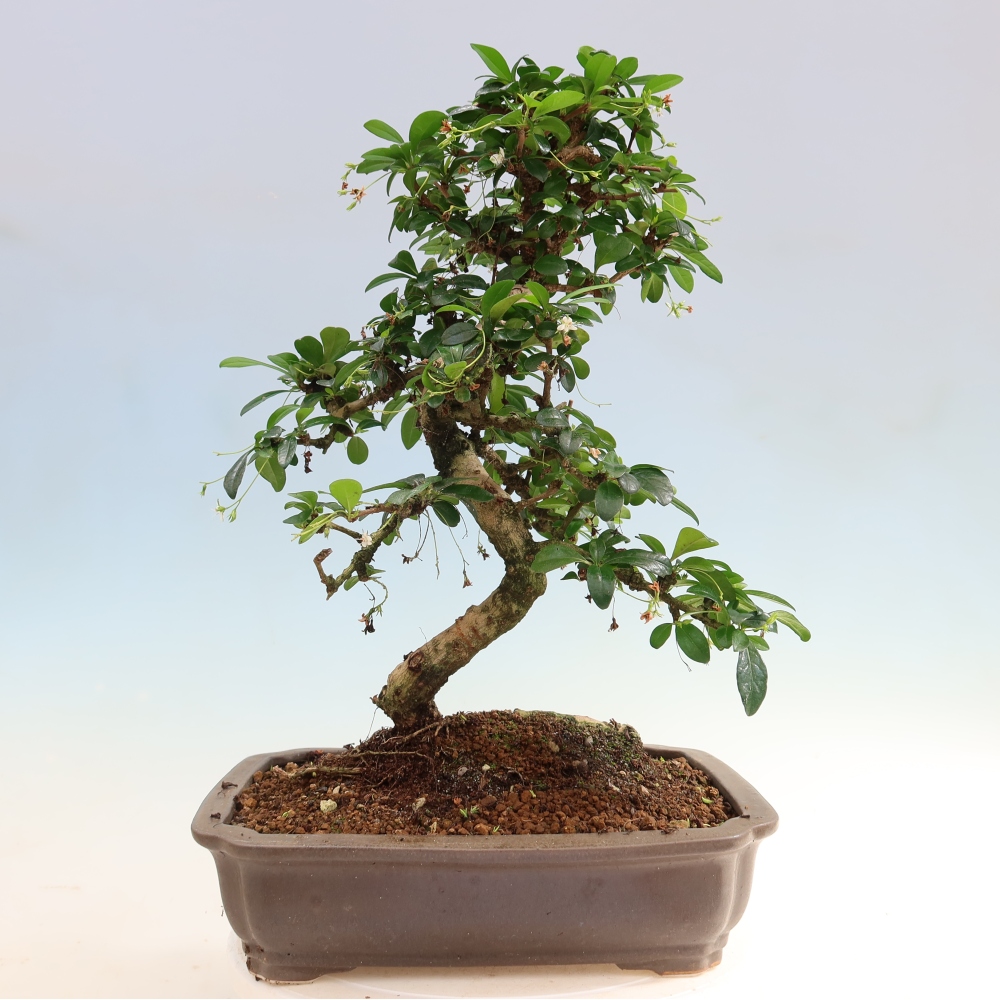 Zimmer-Bonsai - Carmona macrophylla - Tee-Fuki