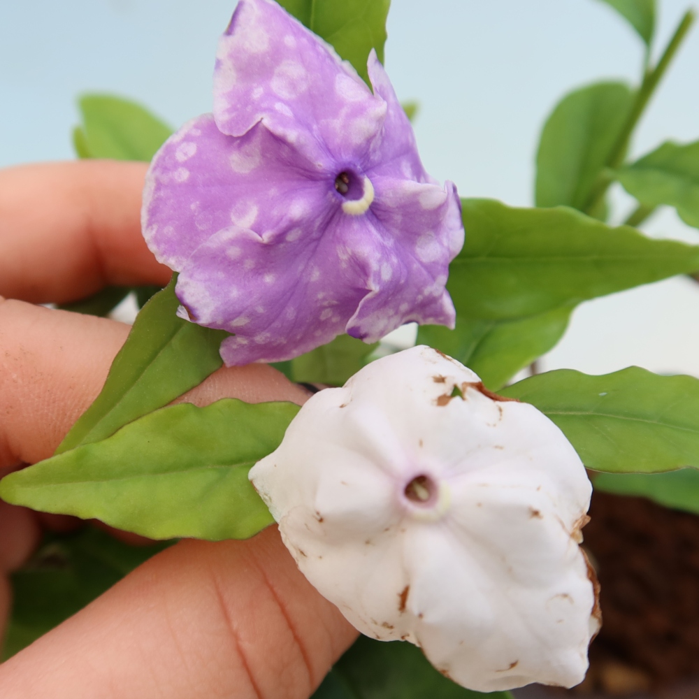 Zimmerbonsai – Costa-Jasmin – Brunfelsia