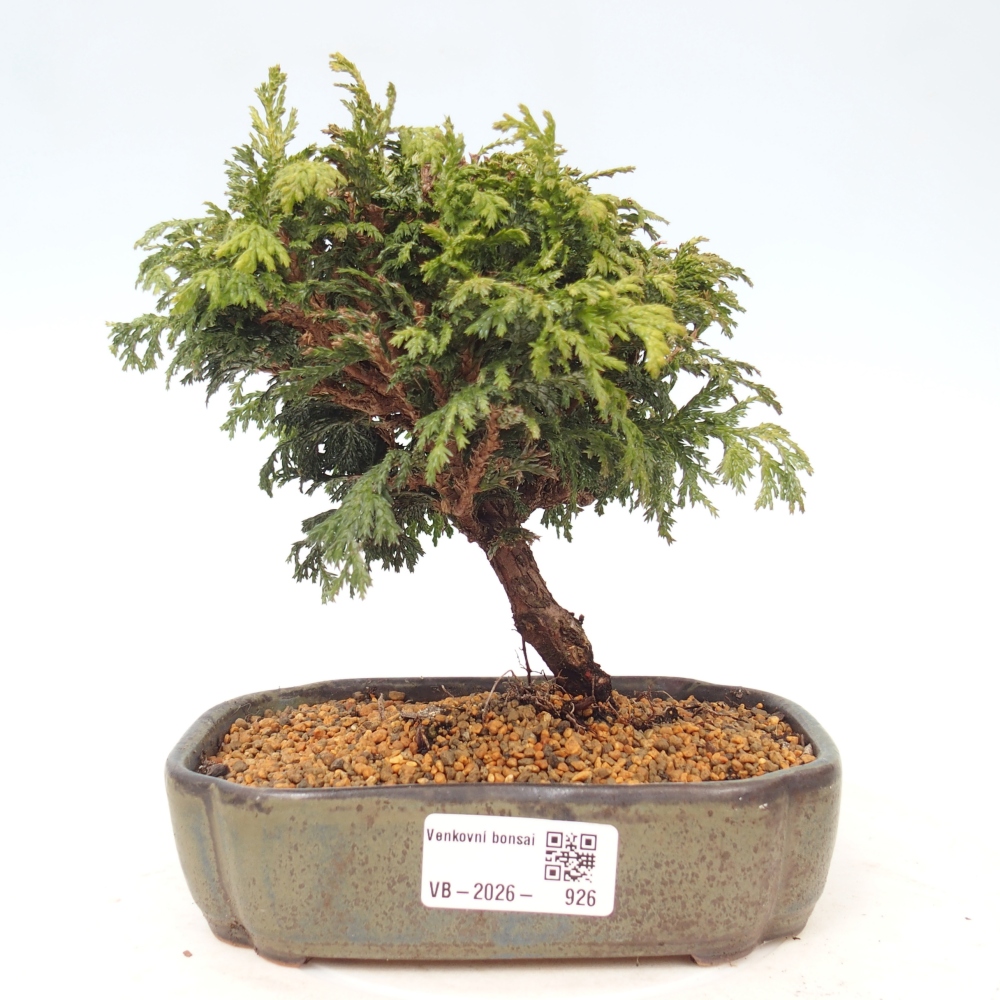 Bonsai für draußen - Cham.pis Parslori - Zypresse