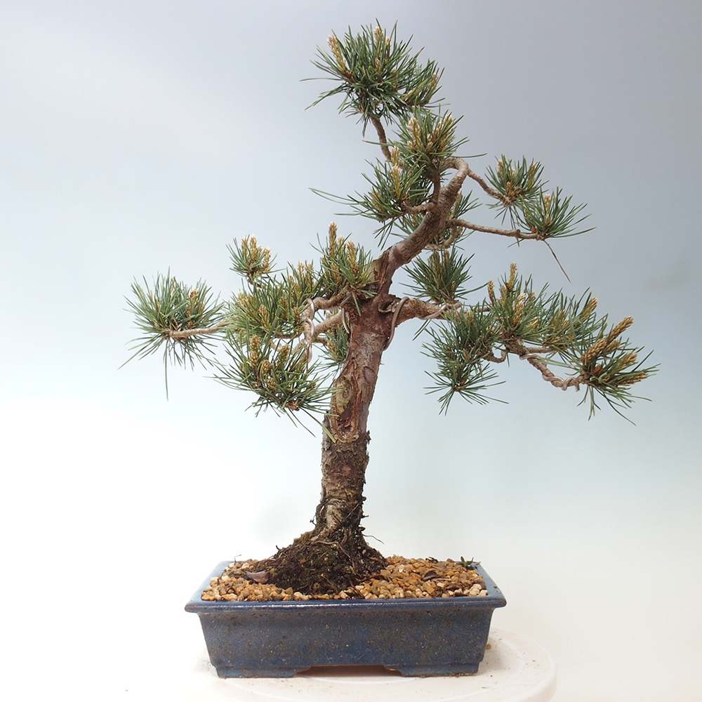 Bonsai im Freien - Pinus Sylvestris - Waldkiefer