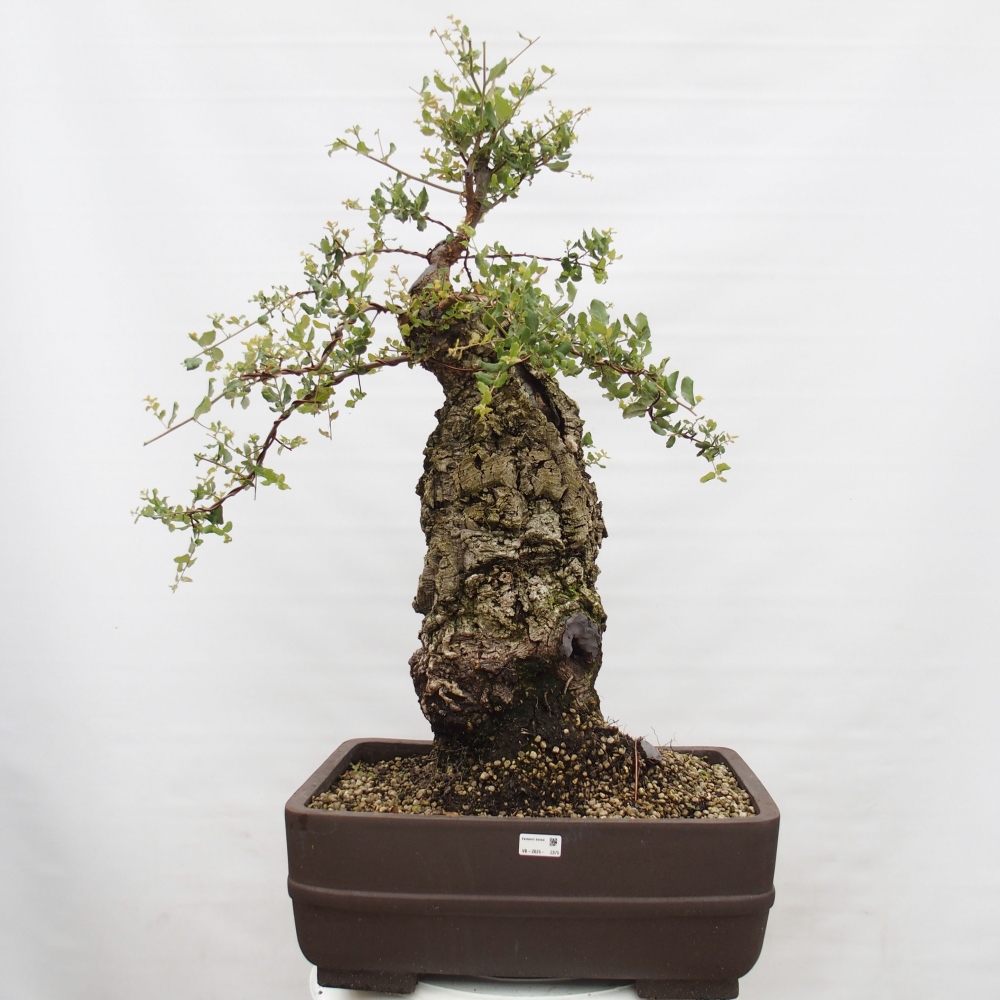 Outdoor-Bonsai Quercus suber - Kork-Eiche