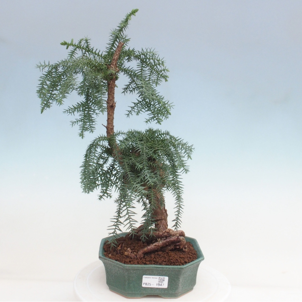 Zimmer Bonsai - Araukarie - Zimmer Fichte
