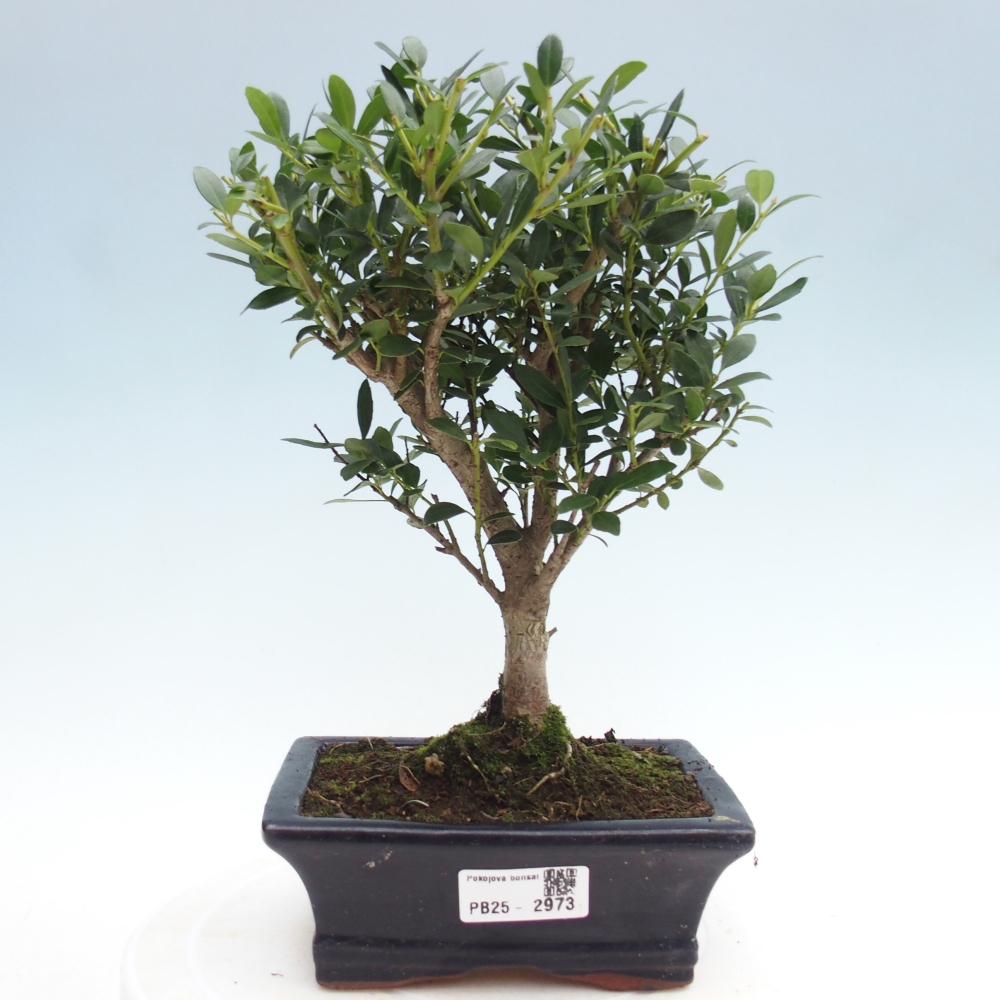 Indoor bonsai - Ilex crenata - Holly