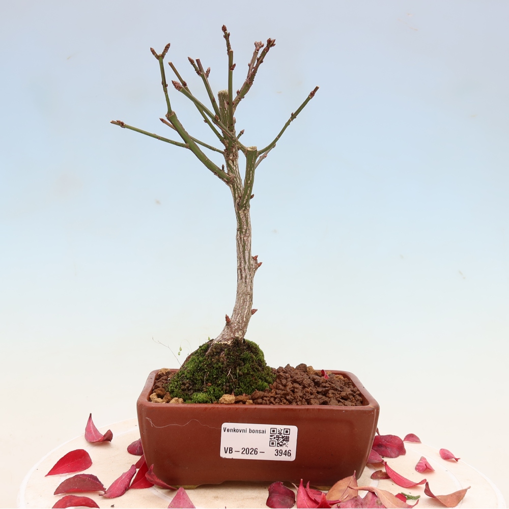 Bonsai für den Außenbereich – Euonymus alatus comactus – Flügel-Spindelstrauch