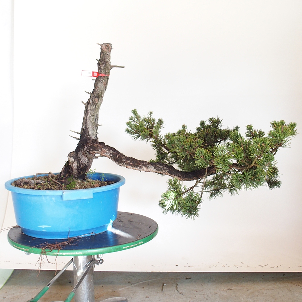 Yamadori - Pinus sylvestris Spanien